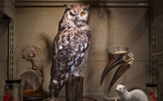 Post image for #Longreads: Understanding Owls