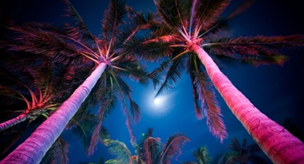 some palm trees [via dumpfm/deephunk] 