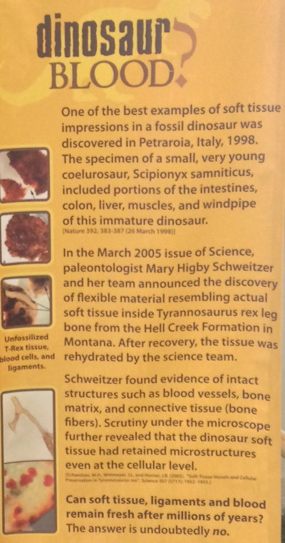 Further evidence  lies in the recent discovery of dinosaur tissue, which, a banner tells us, was found in a dinosaur fossil in Italy. “Can soft tissue, ligaments, and bone remain fresh after millions of years? The answer is undoubtedly no.”