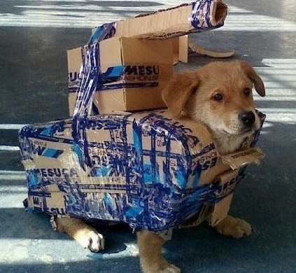 Just a tank dog.