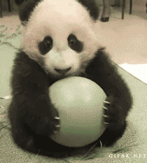 cutest-panda-gifs-ball