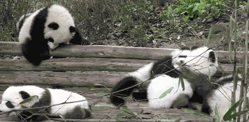 cutest-panda-gifs-group
