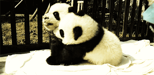 cutest-panda-gifs-hugs