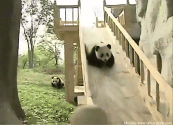 cutest-panda-gifs-slide