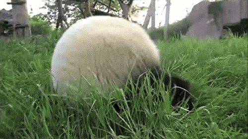 cutest-panda-gifs-somersault