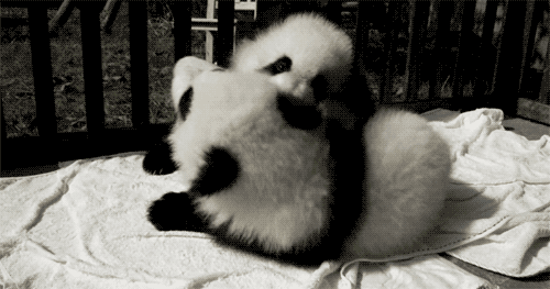panda gif