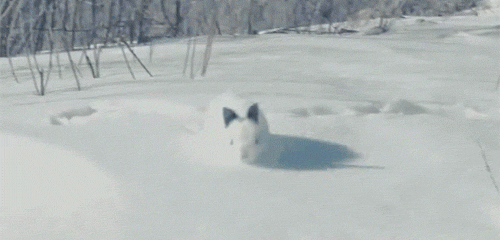 bunny-in-the-snow