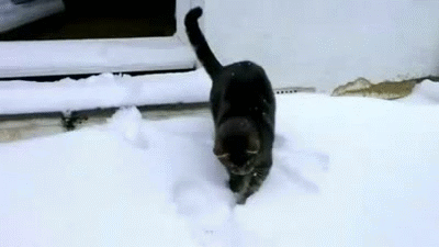 cat-in-snowwhat-is-thiswintersnowingcat