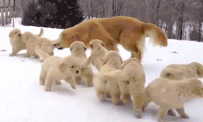 puppies in snow