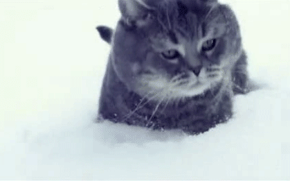 ultimate cat in snow