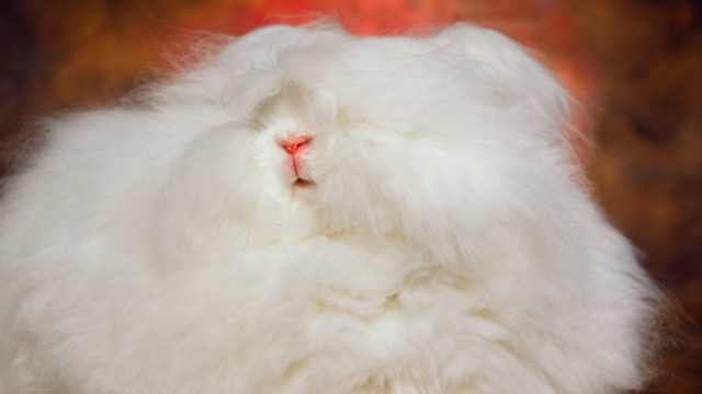 The very best Angora rabbit, as photographed by Andres Serrano for the New York Times. 