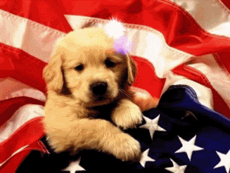 Flag_Dog_Fireworks