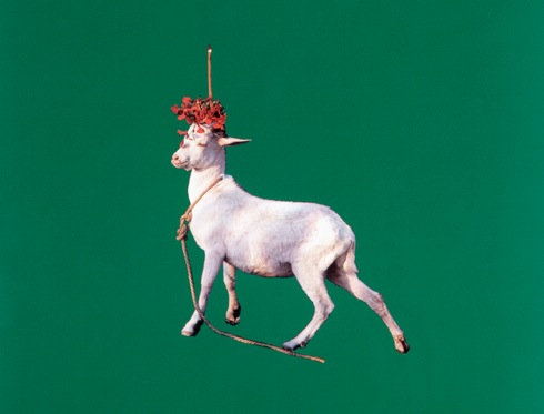 sarah charlesworth goat