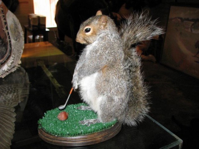 A taxidermied squirrel plays mini golf. 