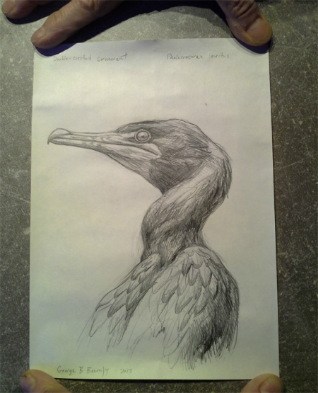 The cormorant drawing that Bartholomew discovered. Credit: New York Pelagic