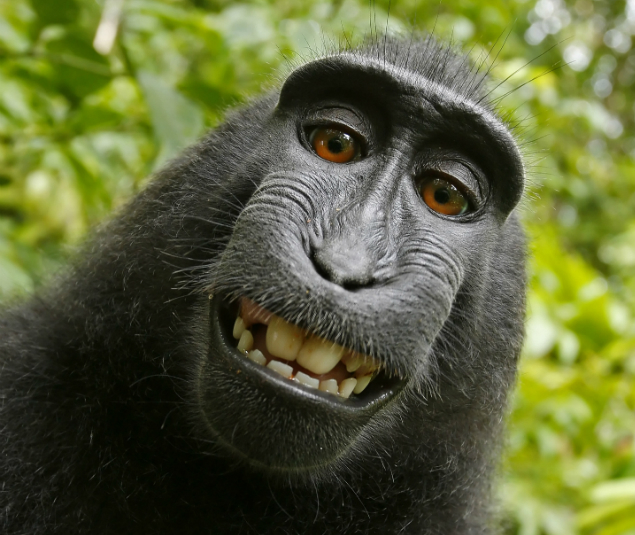 Naruto, the selfie-snapping monkey.