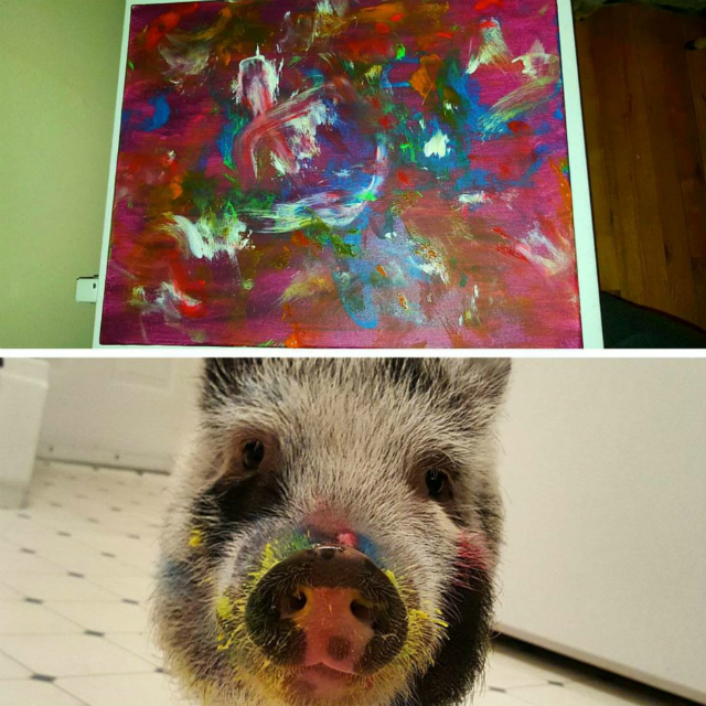 Meet Izzy, the picture-painting pig. Credit: CBC News
