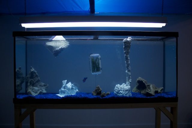 Bb's group show "Slsleeping" was installed in a fish tank at The Artist-Run Art Fair in Baltimore, 2015. 
